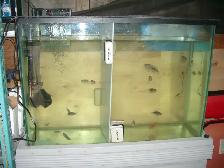 MOVING SALE 45 GALLON TANK AND STAND $100