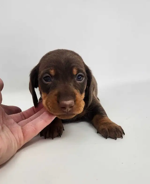 Canadian Kennel Club Registered Smooth Mini Dachshund Puppies!