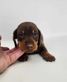 Canadian Kennel Club Registered Smooth Mini Dachshund Puppies!