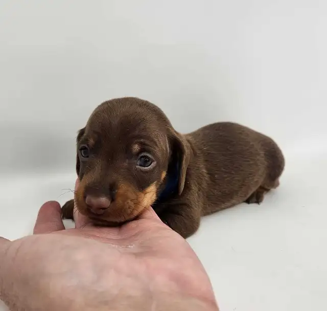Canadian Kennel Club Registered Smooth Mini Dachshund Puppies! - Photo 2