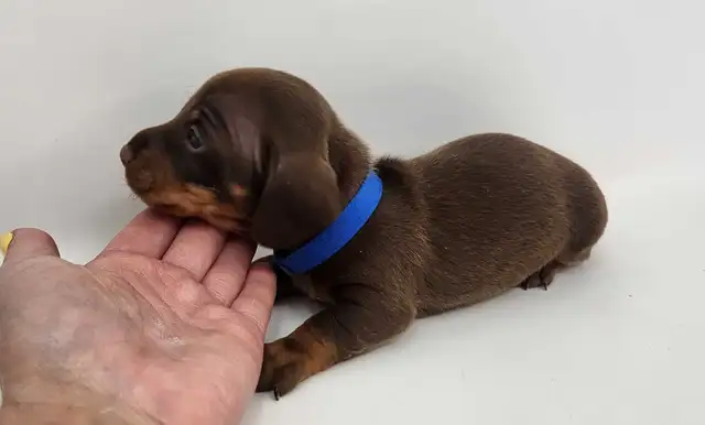 Canadian Kennel Club Registered Smooth Mini Dachshund Puppies! - Photo 3