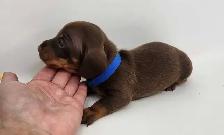 Canadian Kennel Club Registered Smooth Mini Dachshund Puppies! - Photo 3