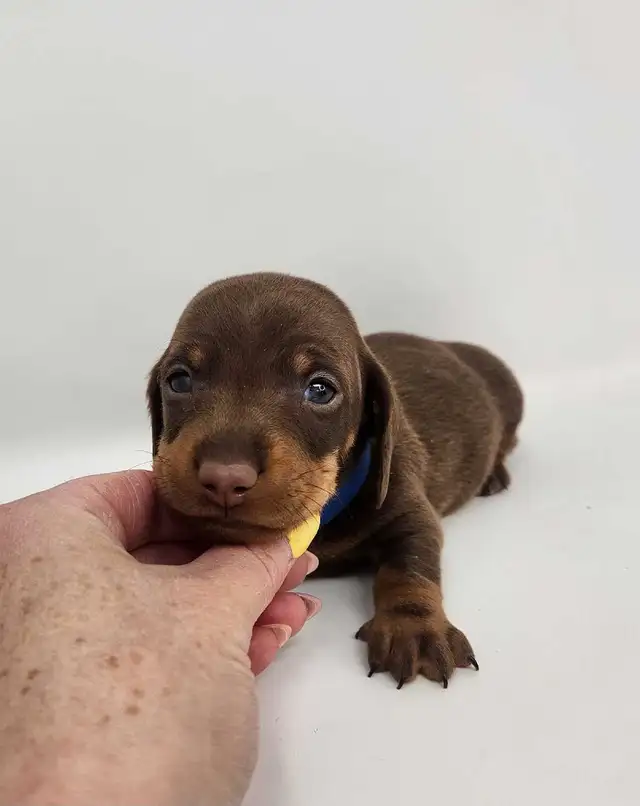 Canadian Kennel Club Registered Smooth Mini Dachshund Puppies! - Photo 4