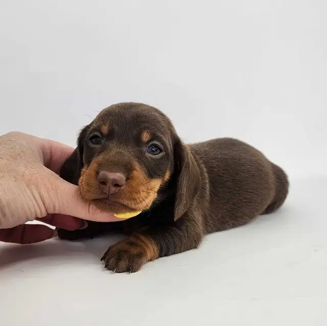 Canadian Kennel Club Registered Smooth Mini Dachshund Puppies! - Photo 5