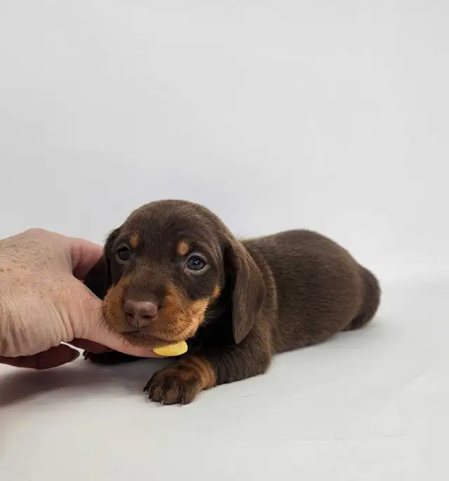 Canadian Kennel Club Registered Smooth Mini Dachshund Puppies! - Photo 6