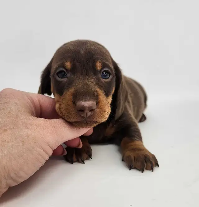 Canadian Kennel Club Registered Smooth Mini Dachshund Puppies! - Photo 7