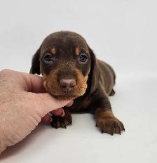 Canadian Kennel Club Registered Smooth Mini Dachshund Puppies! - Photo 7