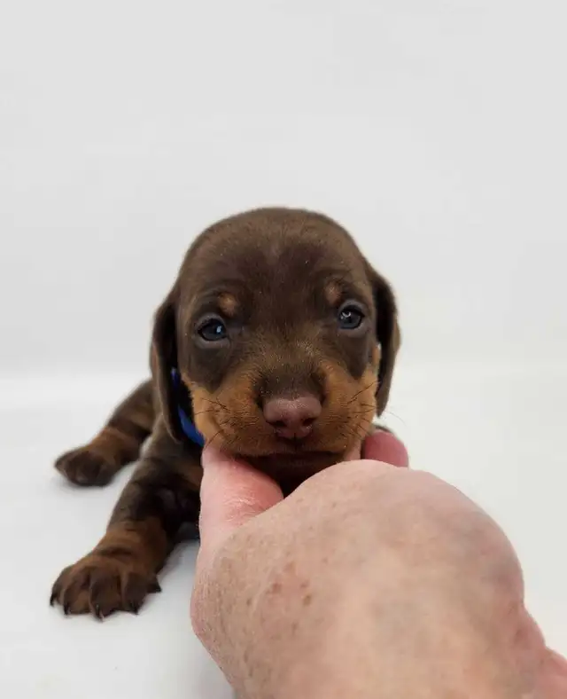 Canadian Kennel Club Registered Smooth Mini Dachshund Puppies! - Photo 8