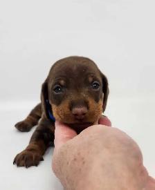 Canadian Kennel Club Registered Smooth Mini Dachshund Puppies! - Photo 8