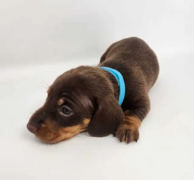 Canadian Kennel Club Registered Smooth Mini Dachshund Puppies! - Photo 9