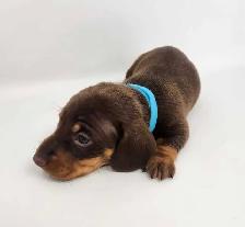 Canadian Kennel Club Registered Smooth Mini Dachshund Puppies! - Photo 9