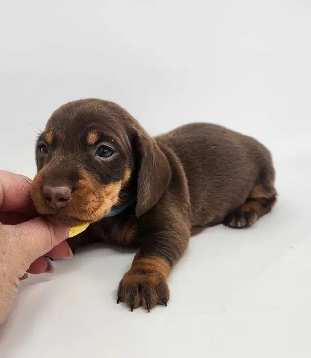 Canadian Kennel Club Registered Smooth Mini Dachshund Puppies! - Photo 10