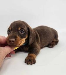 Canadian Kennel Club Registered Smooth Mini Dachshund Puppies! - Photo 10