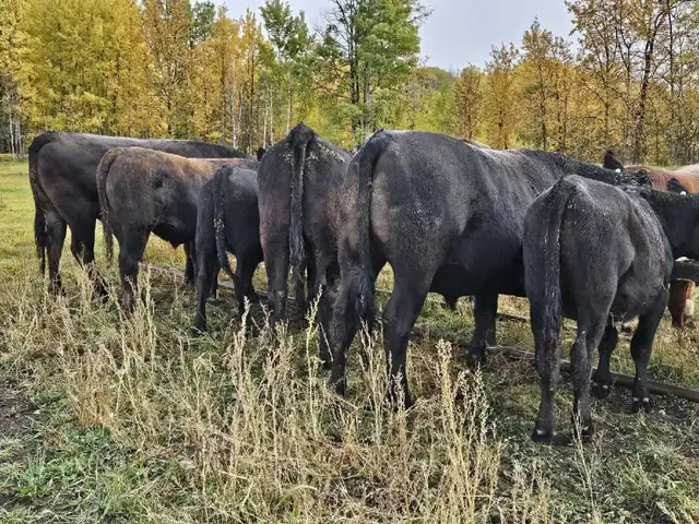 40-50 Wagyu Steers and Heifers Available - Photo 2