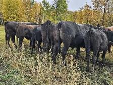 40-50 Wagyu Steers and Heifers Available - Photo 2