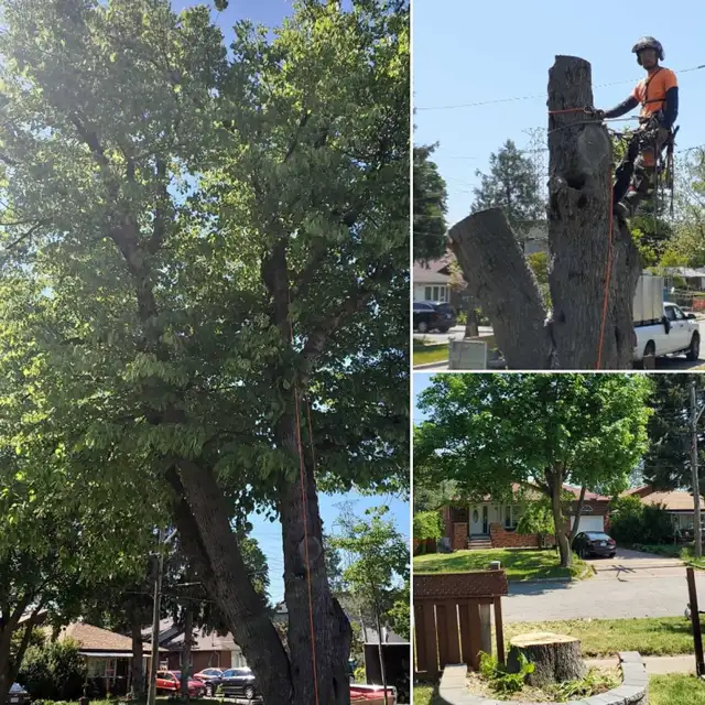 TORONTO TREE GUYS - TREE REMOVAL - PRUNING - LICENSED & INSURED - Photo 2