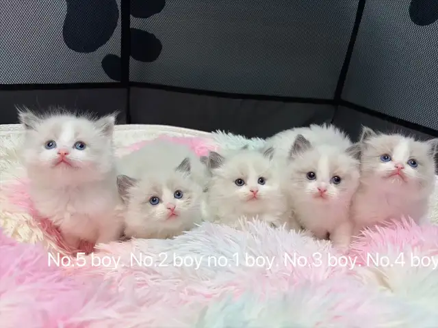 Dark blue eyes ragdoll kittens ready now