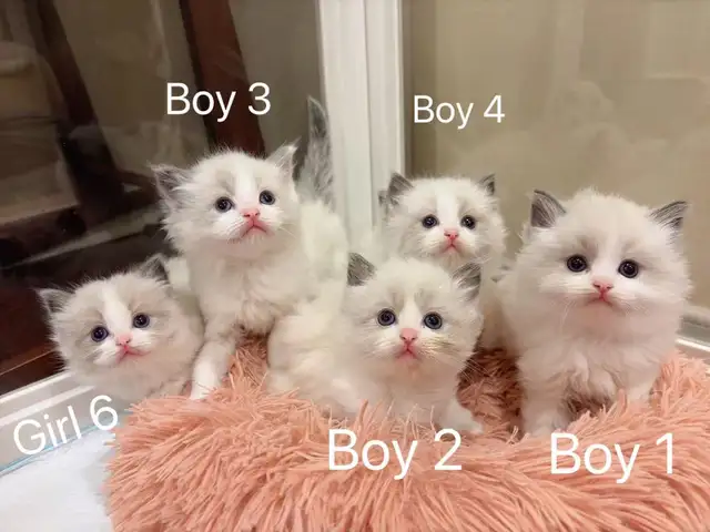 Dark blue eyes ragdoll kittens ready now - Photo 2