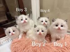 Dark blue eyes ragdoll kittens ready now - Photo 2