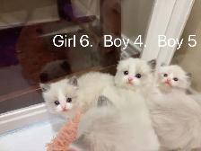 Dark blue eyes ragdoll kittens ready now - Photo 3