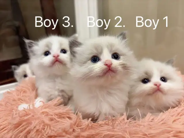 Dark blue eyes ragdoll kittens ready now - Photo 4