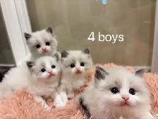Dark blue eyes ragdoll kittens ready now - Photo 6