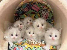 Dark blue eyes ragdoll kittens ready now - Photo 7