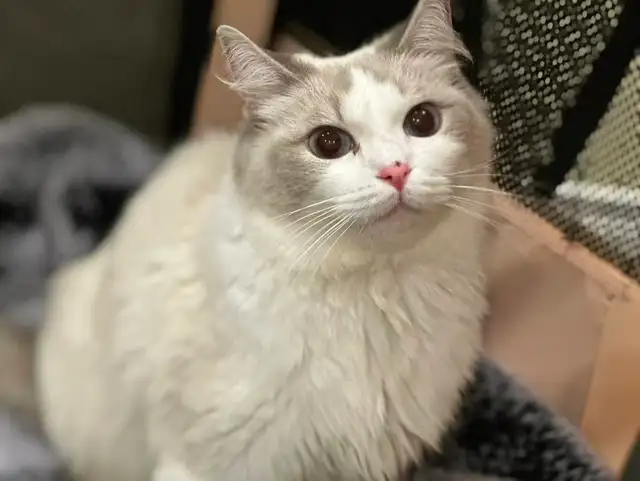 Dark blue eyes ragdoll kittens ready now - Photo 8