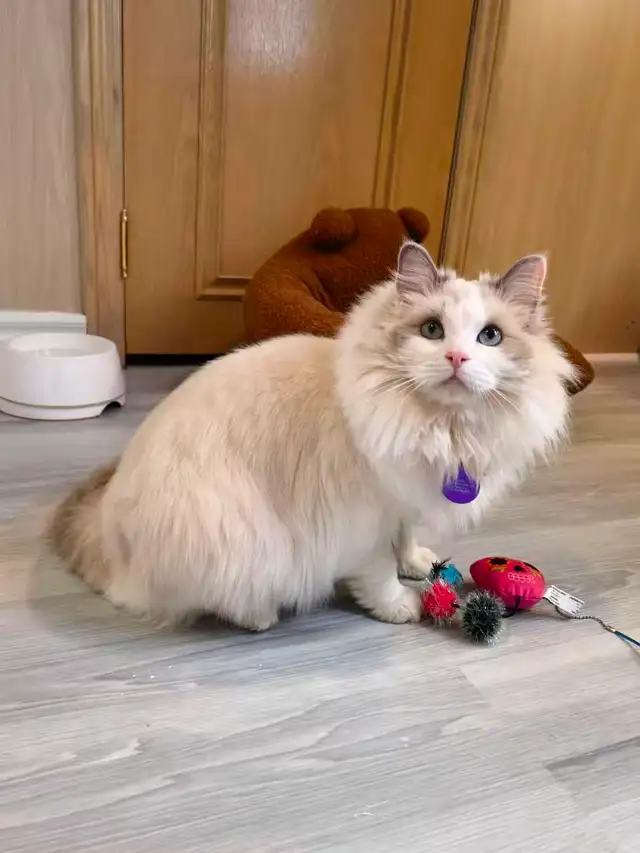 Dark blue eyes ragdoll kittens ready now - Photo 9