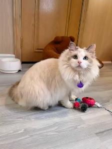 Dark blue eyes ragdoll kittens ready now - Photo 9