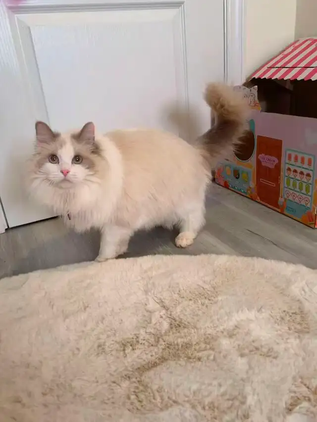 Dark blue eyes ragdoll kittens ready now - Photo 10