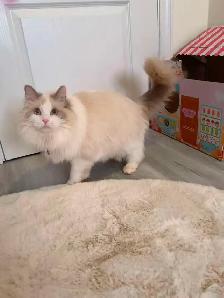 Dark blue eyes ragdoll kittens ready now - Photo 10