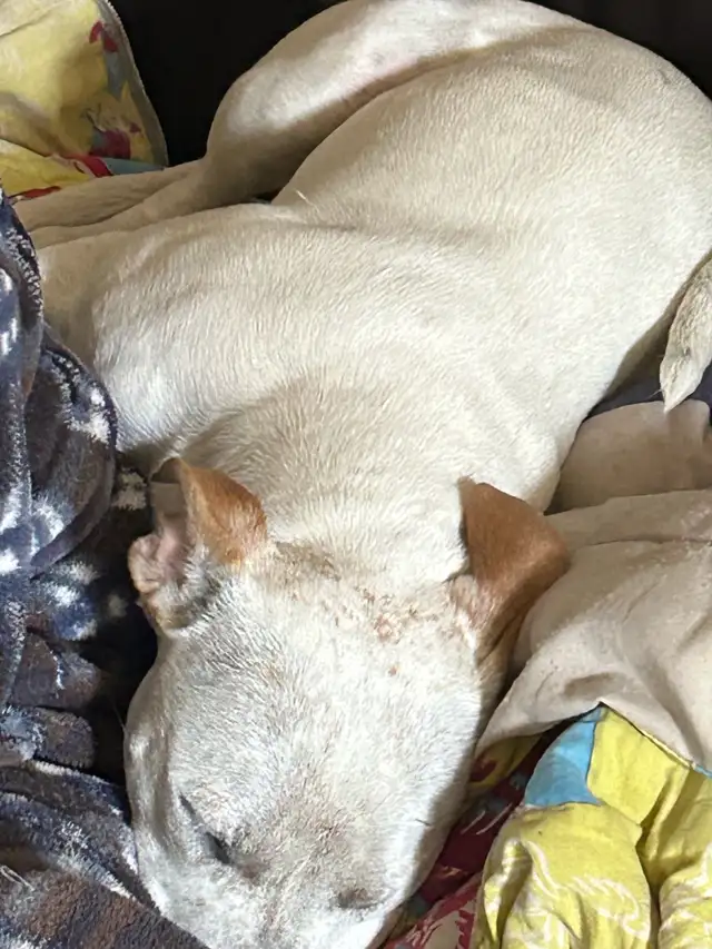 lots a white Catahoula, leopard pitbull, cross red nose