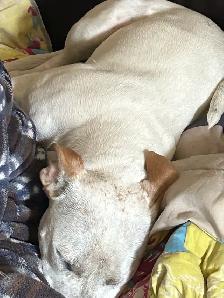 lots a white Catahoula, leopard pitbull, cross red nose