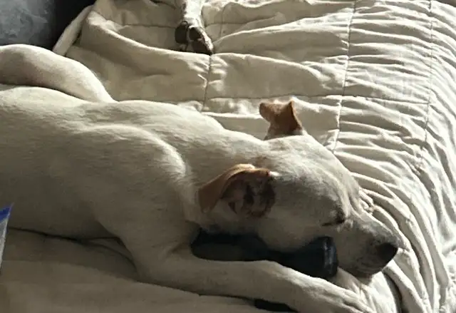 lots a white Catahoula, leopard pitbull, cross red nose - Photo 2