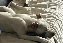lots a white Catahoula, leopard pitbull, cross red nose - Photo 2