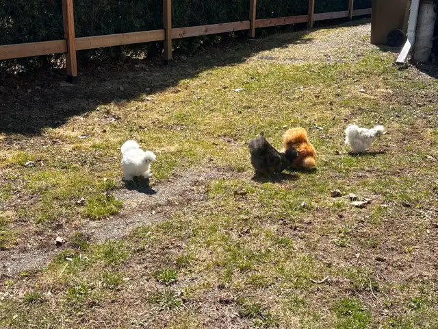 4 Poules soyeuses avec poulailler