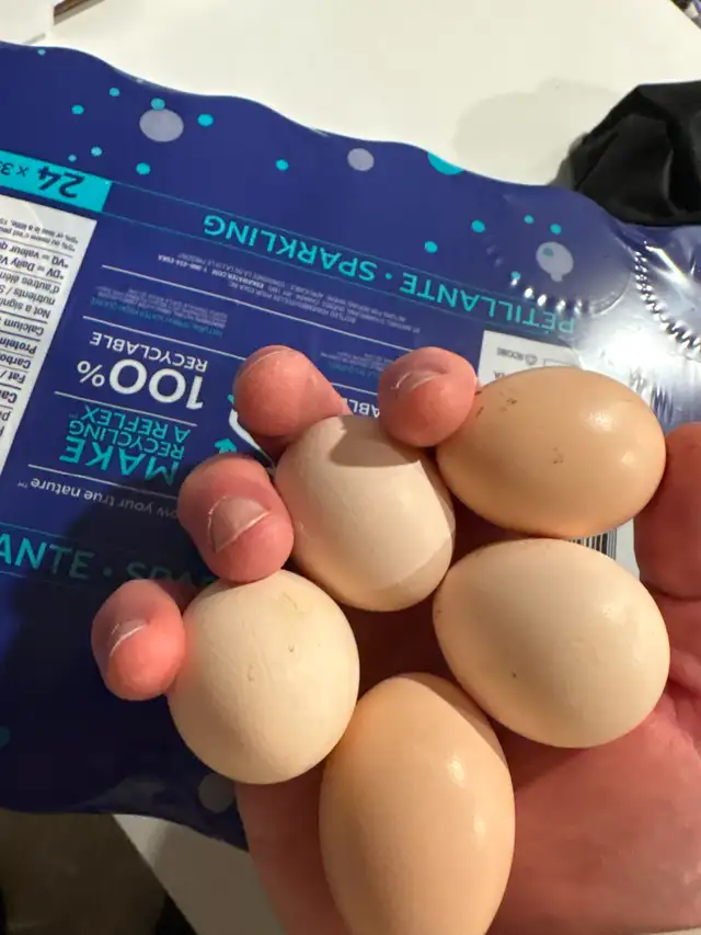 4 Poules soyeuses avec poulailler - Photo 2