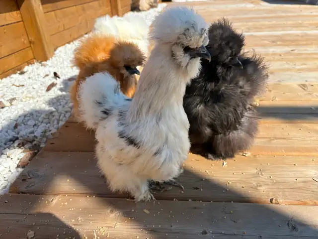 4 Poules soyeuses avec poulailler - Photo 3