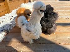 4 Poules soyeuses avec poulailler - Photo 3
