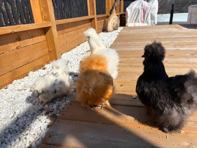 4 Poules soyeuses avec poulailler - Photo 4