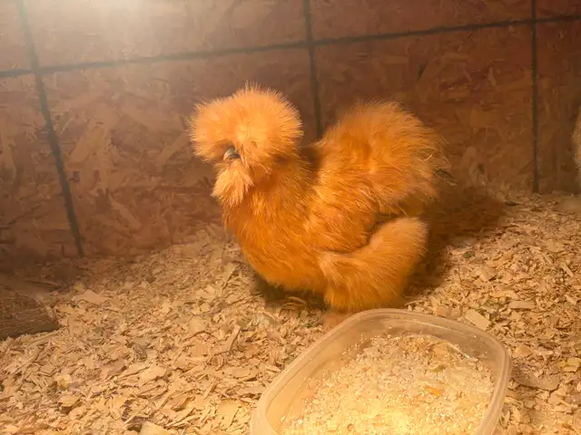 4 Poules soyeuses avec poulailler - Photo 5