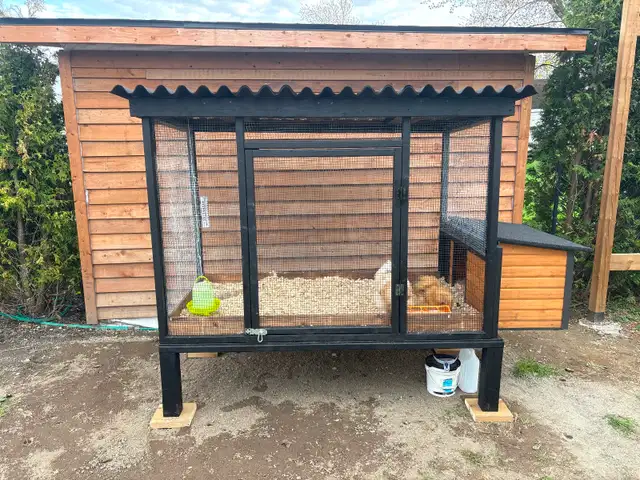 4 Poules soyeuses avec poulailler - Photo 7