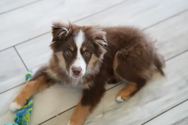 Seeking Foster Home: Pure Mini American Shepherd (CKC)