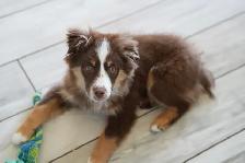Seeking Foster Home: Pure Mini American Shepherd (CKC)