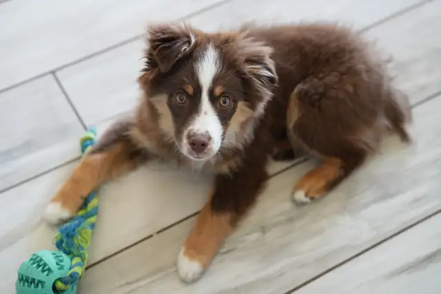 Seeking Foster Home: Pure Mini American Shepherd (CKC) - Photo 2
