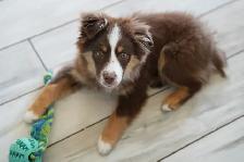 Seeking Foster Home: Pure Mini American Shepherd (CKC) - Photo 2