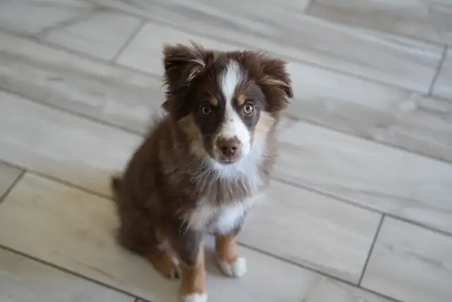 Seeking Foster Home: Pure Mini American Shepherd (CKC) - Photo 3