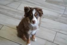 Seeking Foster Home: Pure Mini American Shepherd (CKC) - Photo 3