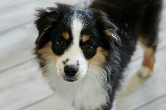 Seeking Foster Home: Pure Mini American Shepherd (CKC) - Photo 4